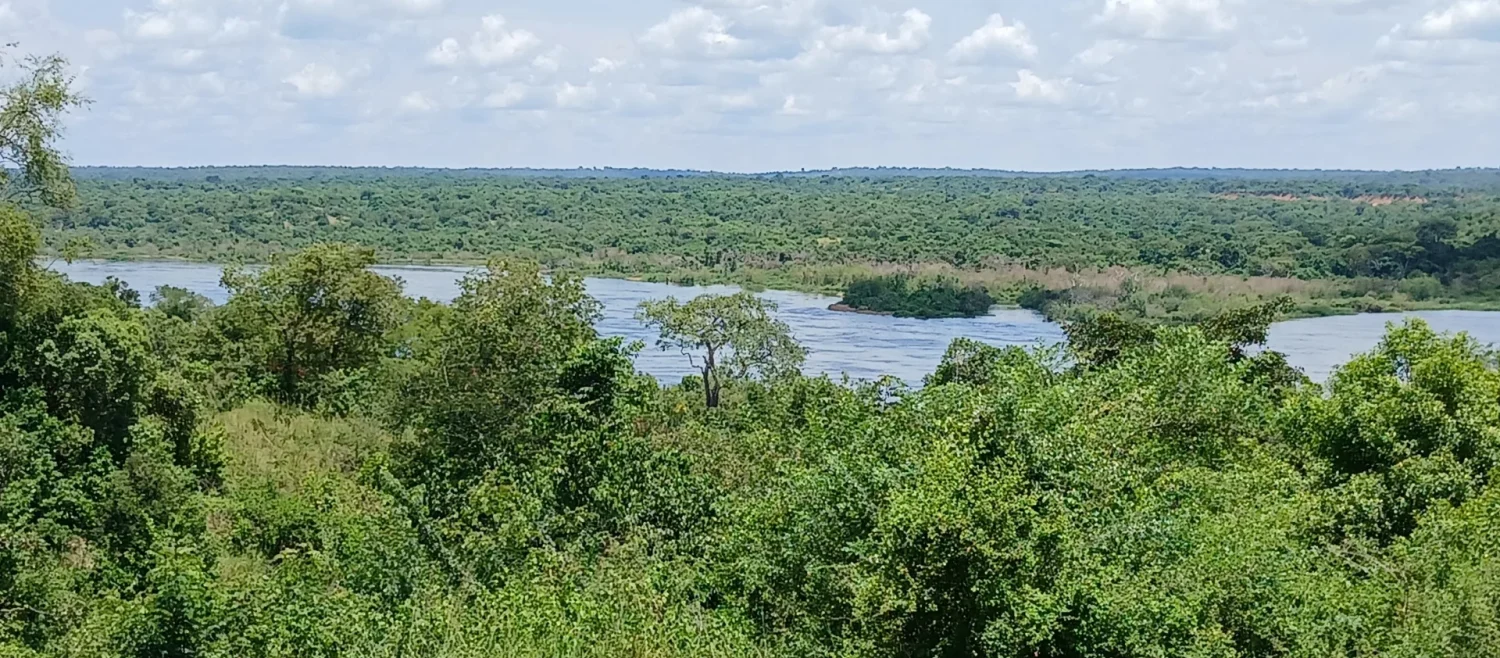 Nile Delta Cruise: The Best Place to See Shoebills in Uganda — Uganda safari guide
