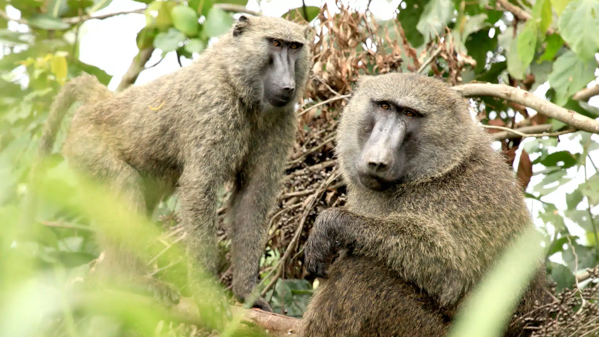 olive-baboon