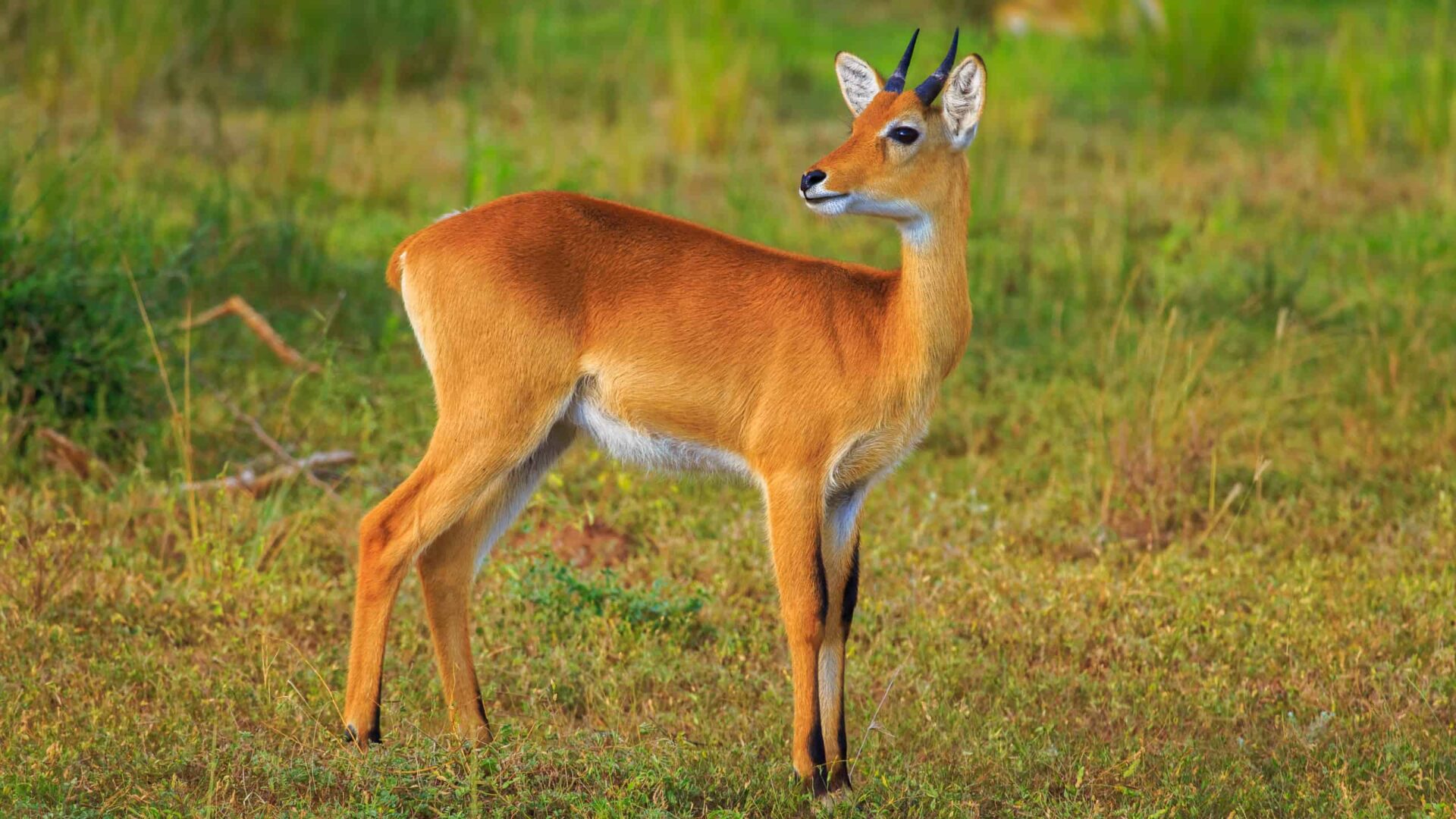 oribi