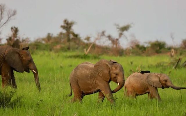 Anti-Poaching Efforts in Murchison Falls National Park