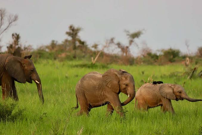 poaching