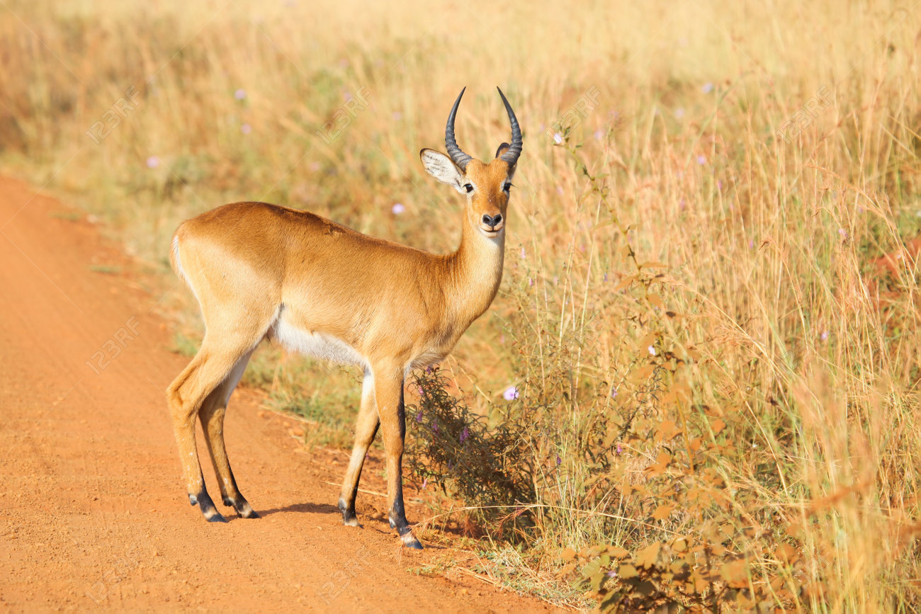 red backed bohar