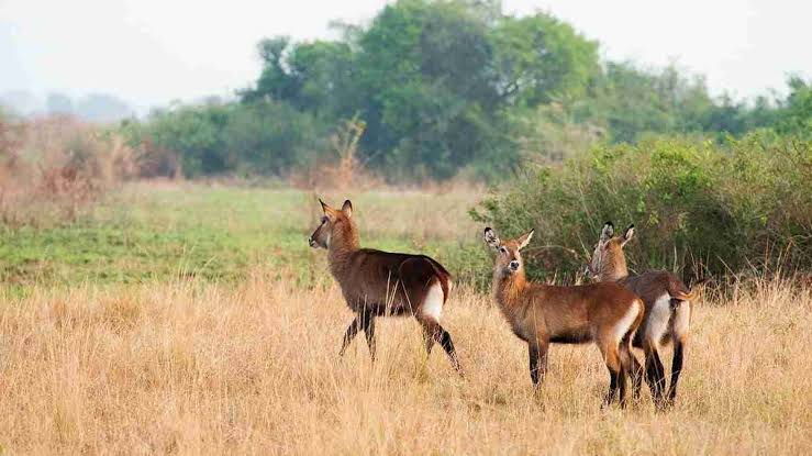 Murchison Falls National Park — Uganda safari travel guide