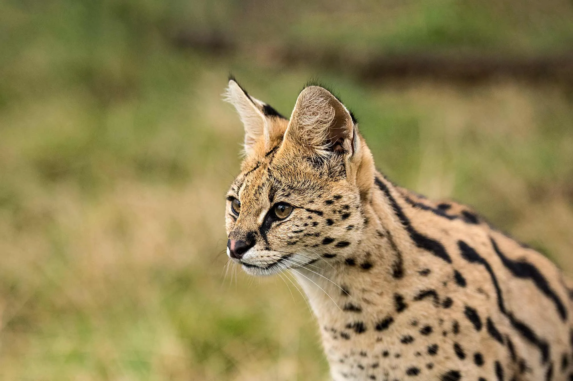 serval-uganda