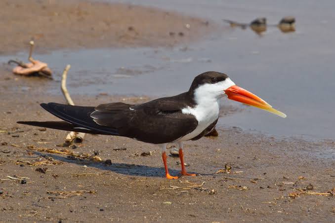 skimmer