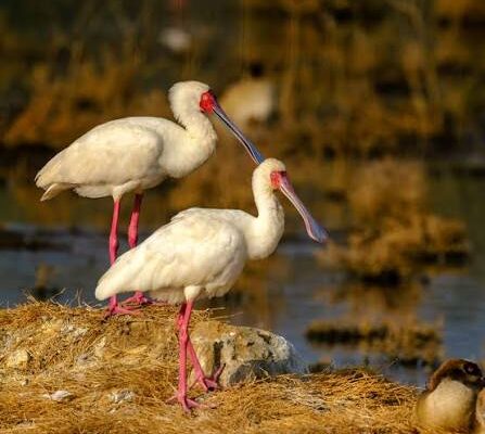 African Spoonbill in Murchison Falls National Park