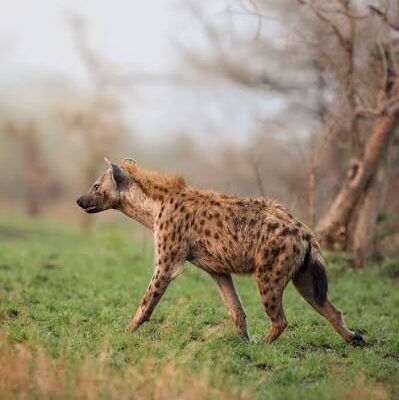 Spotted Hyena in Murchison Falls National Park