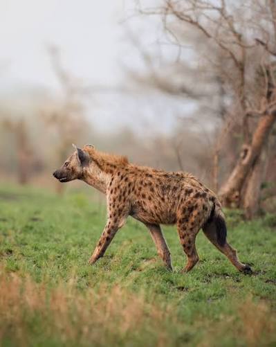 spotted hyena