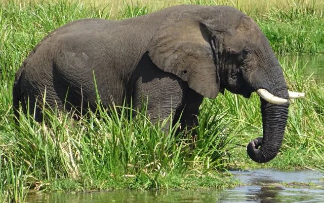 The Mighty Nile: Lifeblood of Murchison Falls Ecosystems — Uganda safari guide