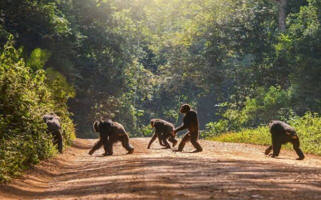 tracking chimps