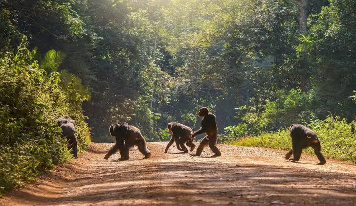 tracking chimps