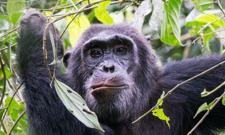trekking chimps