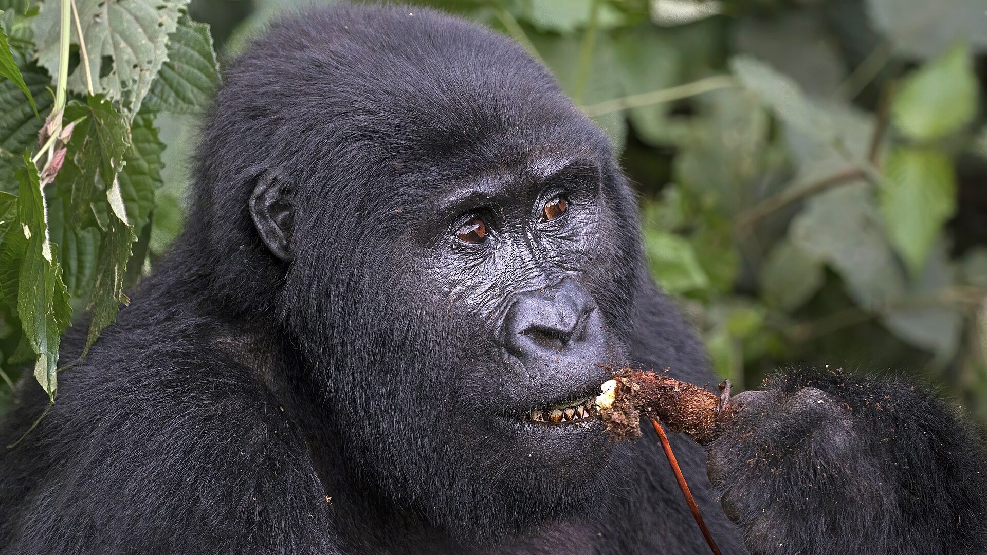 Uganda Bucket List Safari — Uganda safari guide