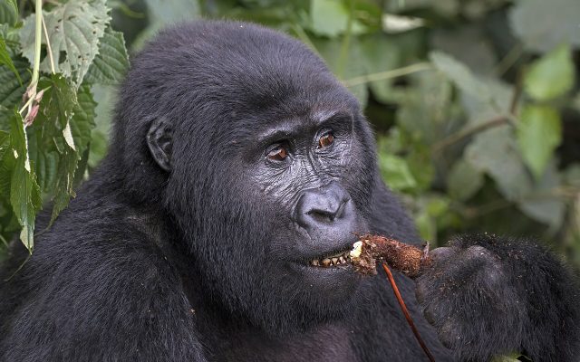 Uganda Bucket List Safari — Uganda safari guide