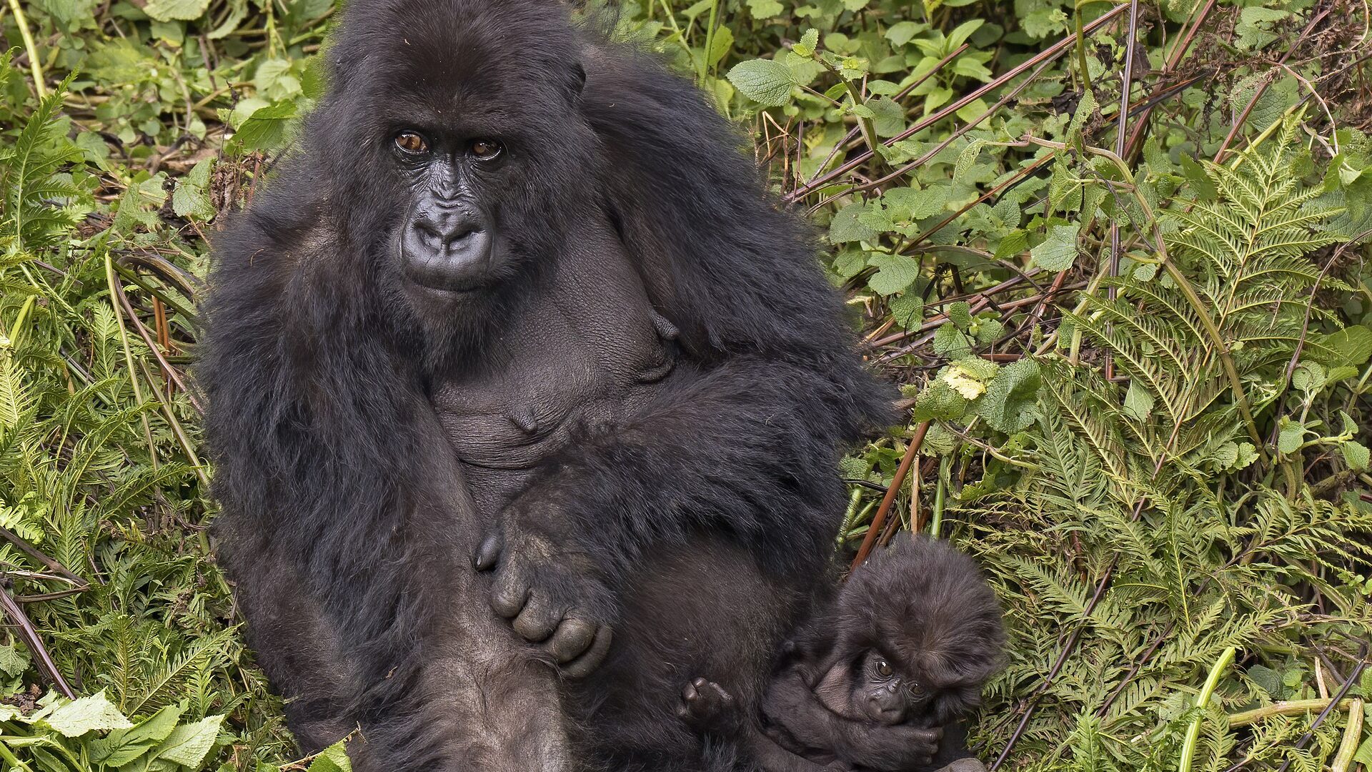 Uganda Primate Safari Costs Explained — Uganda safari guide
