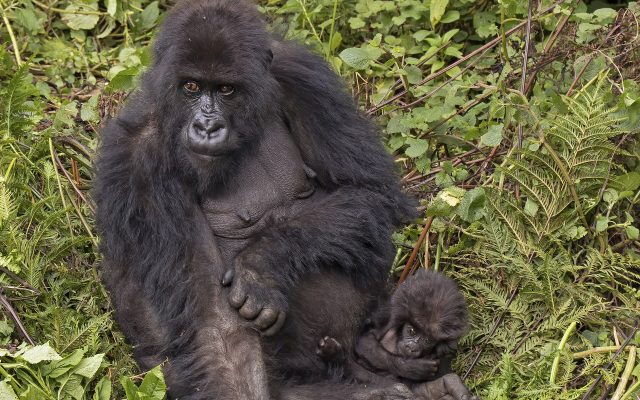 Uganda Primate Safari Costs Explained — Uganda safari guide