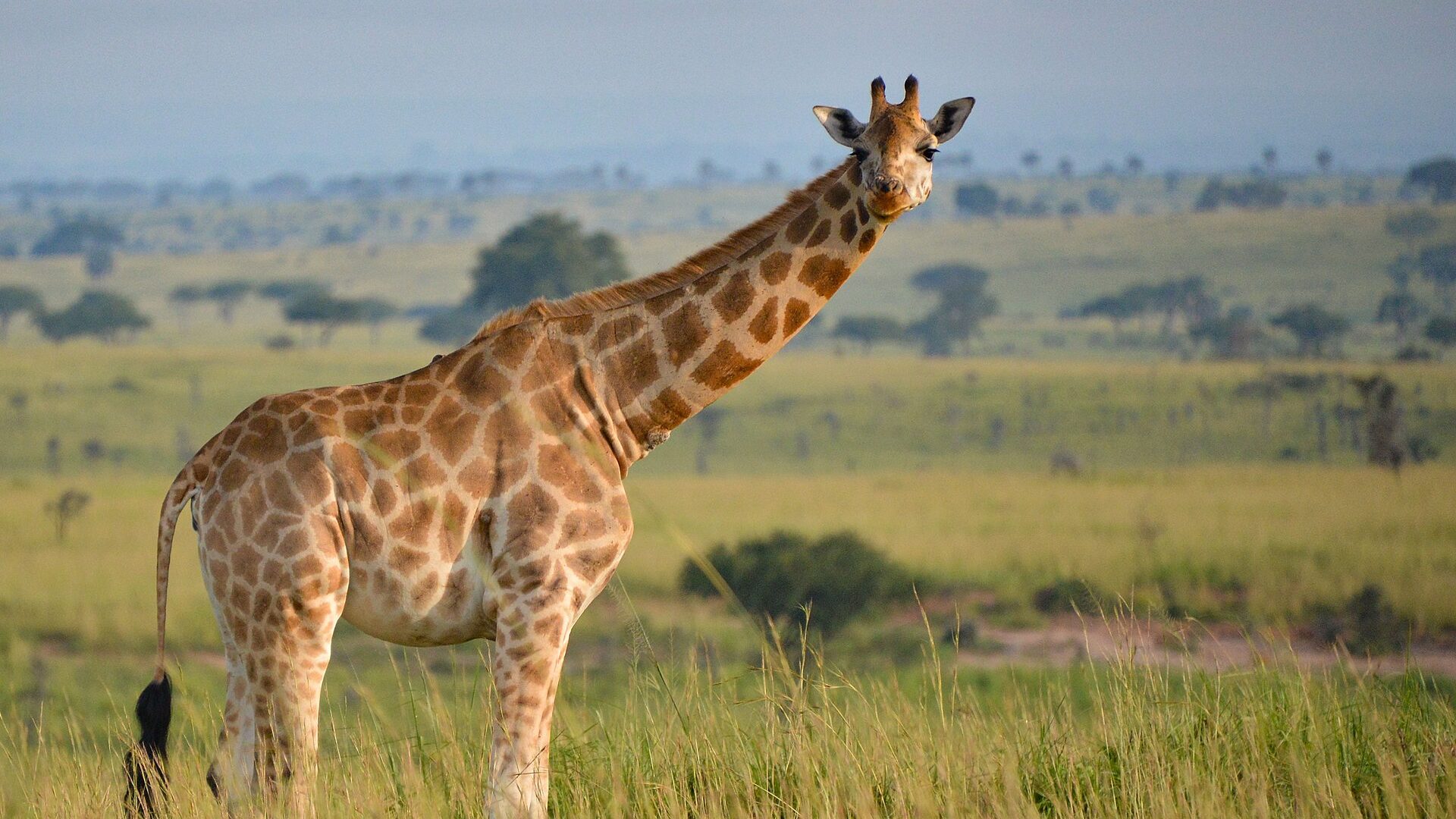 Uganda Safari Inspiration — Uganda safari guide