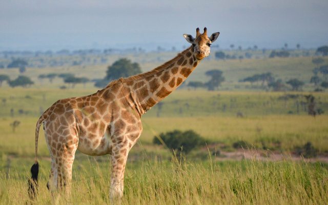 Uganda Safari Inspiration — Uganda safari guide
