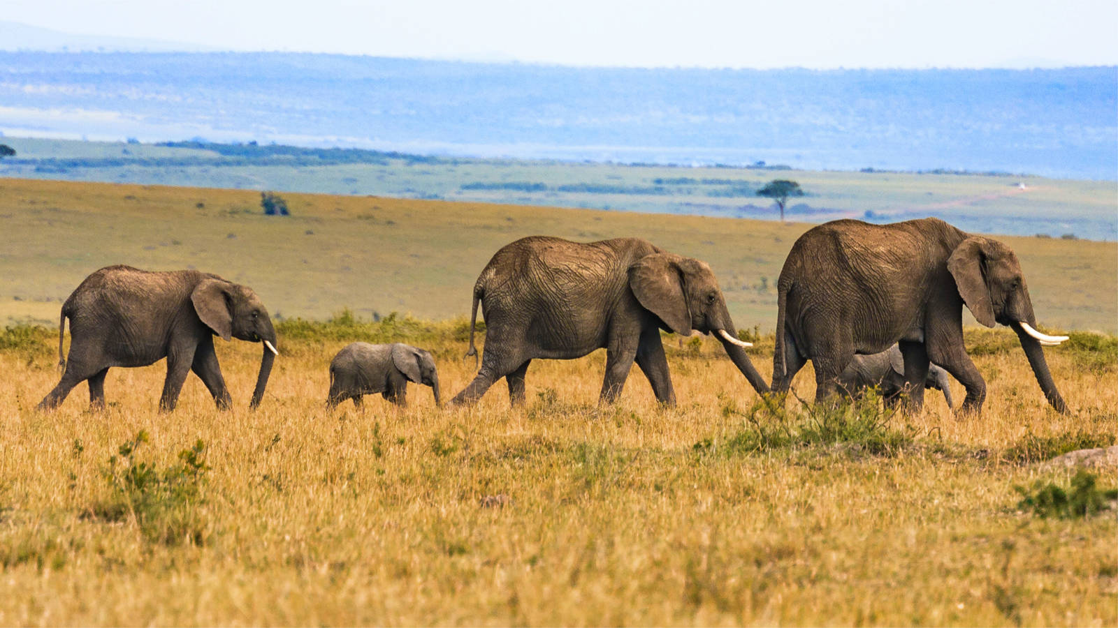 Uganda Safari vs Kenya Safari — Uganda safari travel guide