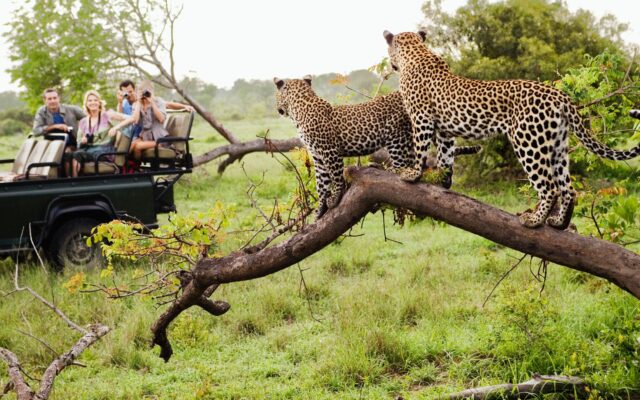 uganda vs south africa