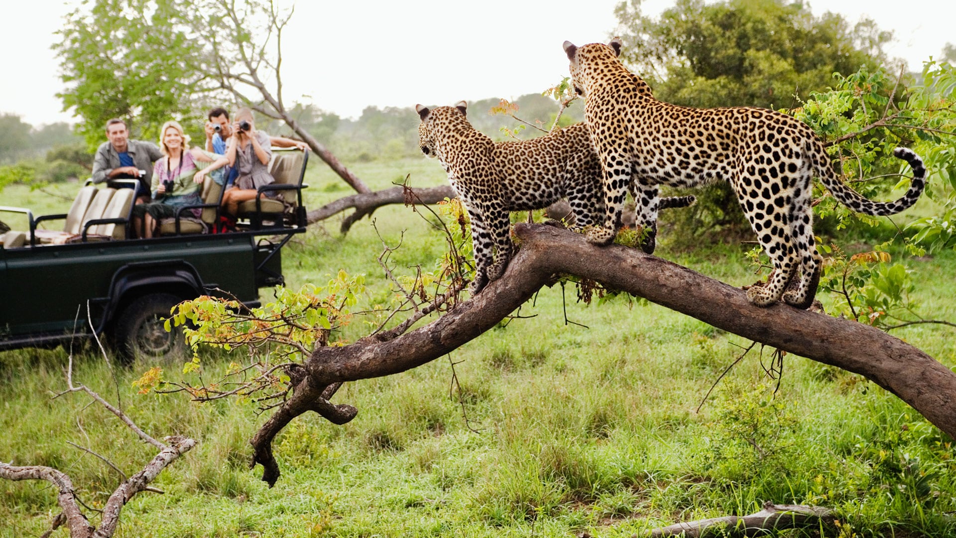 uganda vs south africa