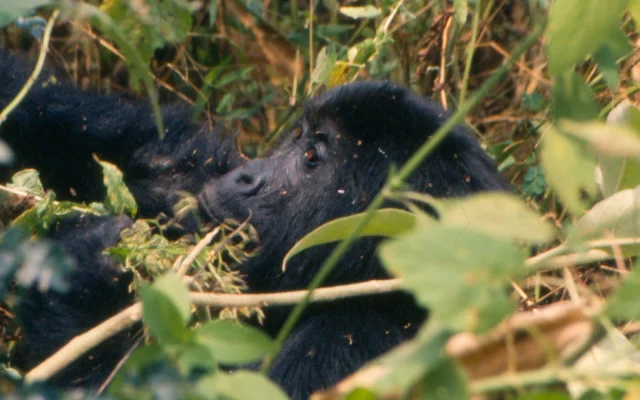 Ultimate Guide to Gorilla Trekking in Uganda — Uganda safari guide