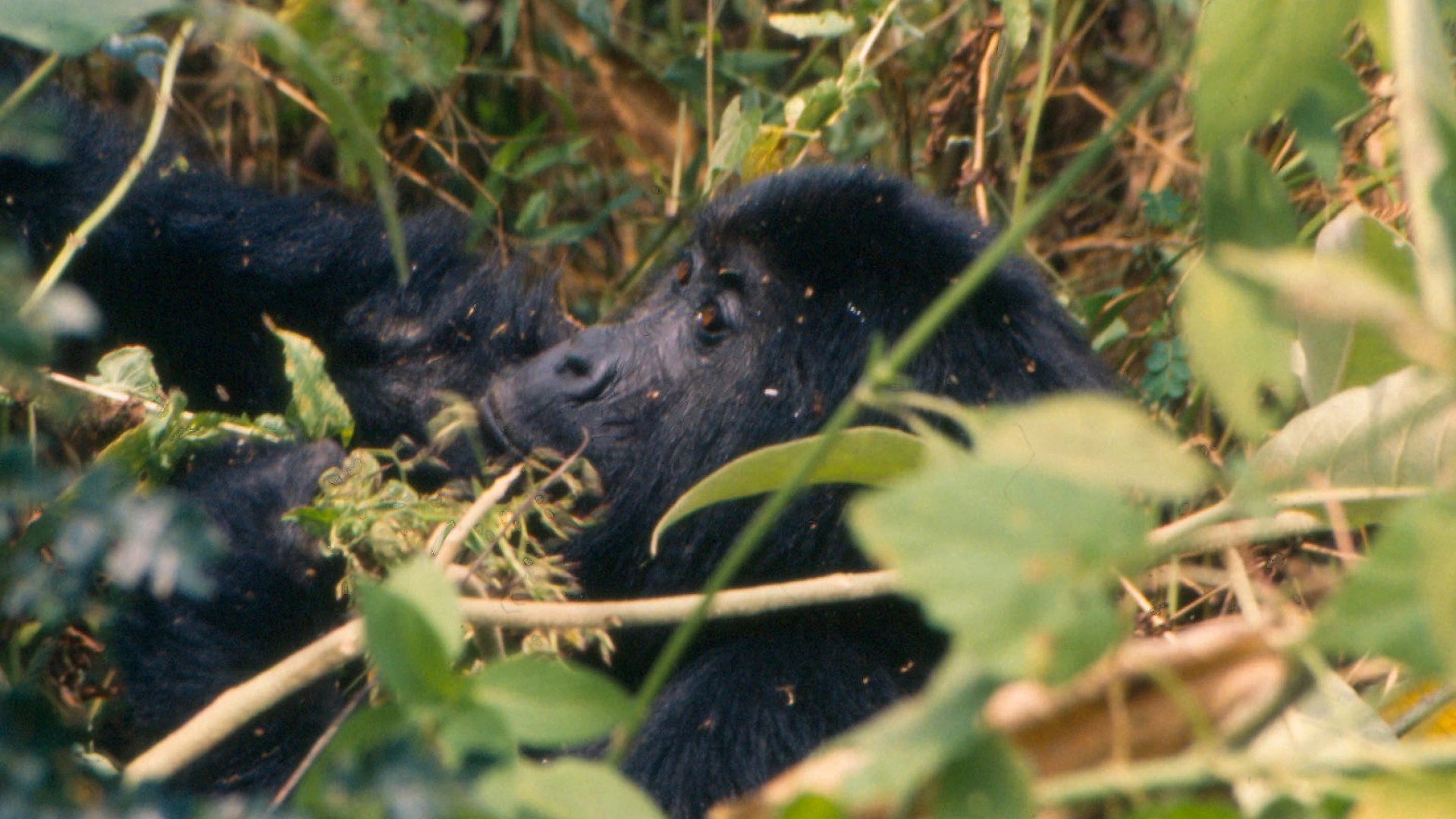 Ultimate Guide to Gorilla Trekking in Uganda — Uganda safari guide