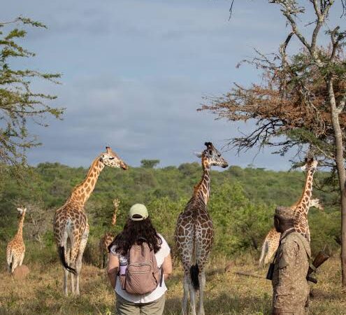 walking safari
