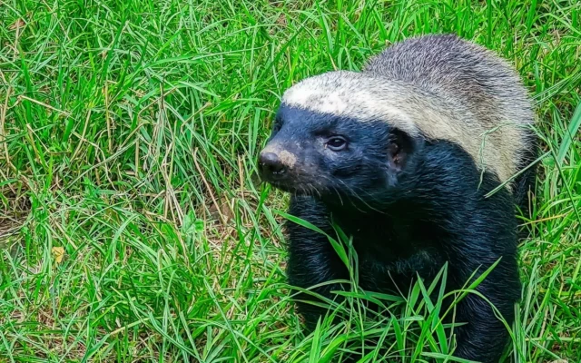 Honey Badger in Murchison Falls National Park