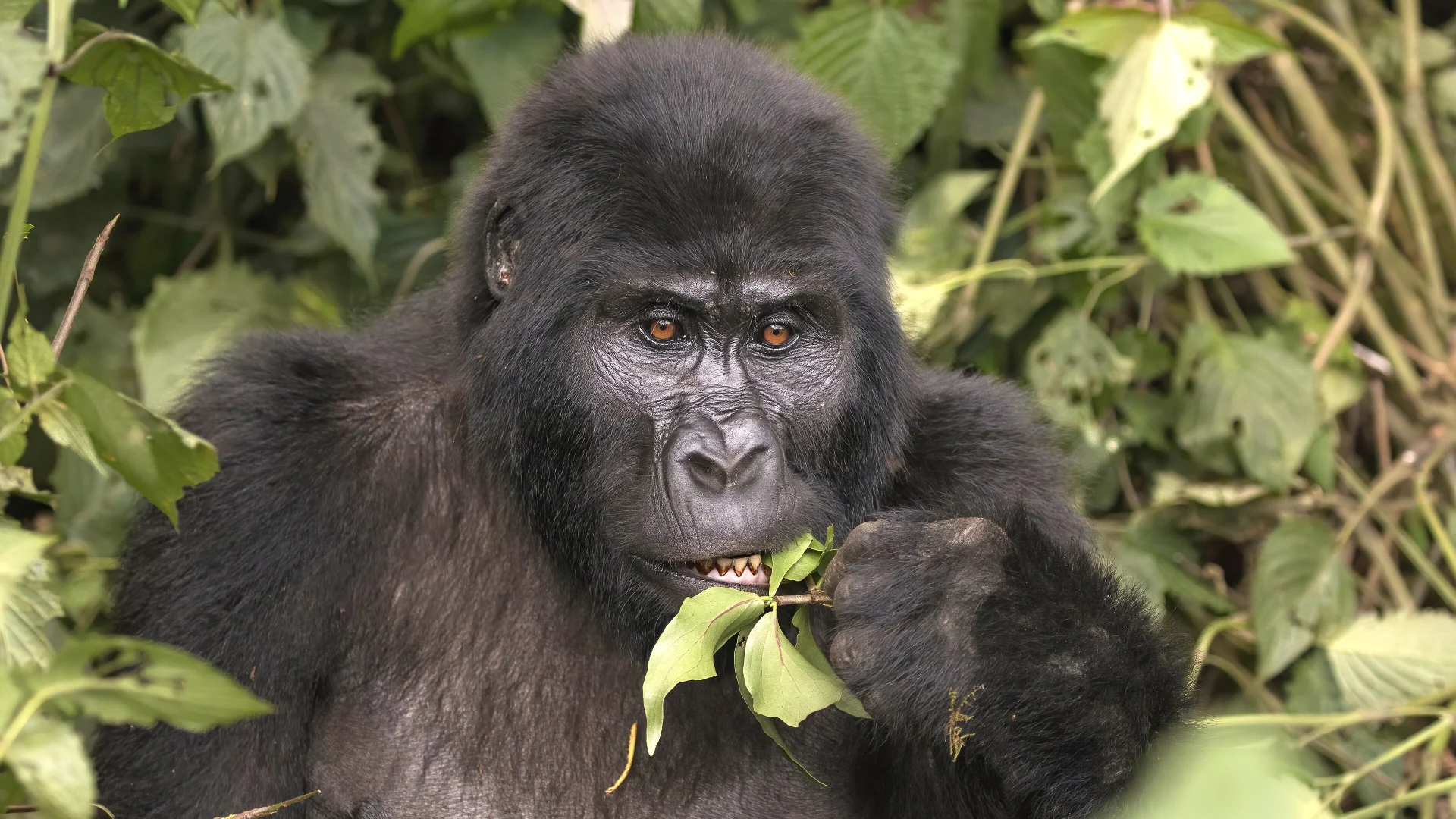 What to Pack for Gorilla Trekking — Uganda safari guide