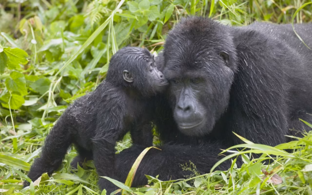 10 Days Classic Uganda Wildlife Safari