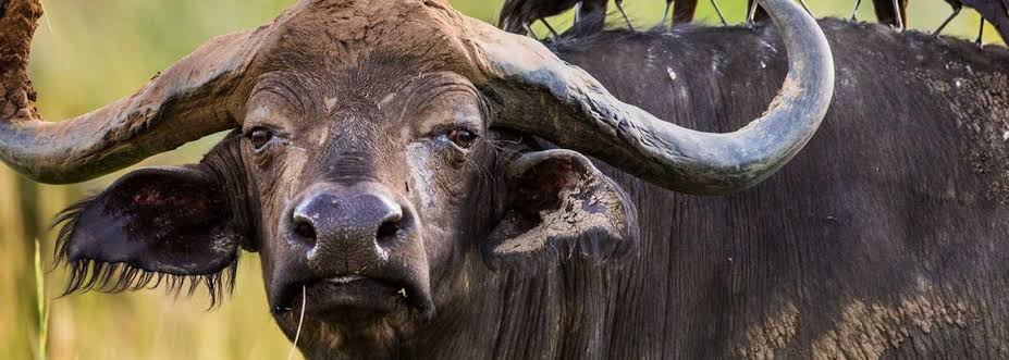 wildlife