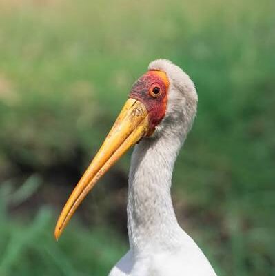 Yellow-billed Stork in Murchison Falls National Park