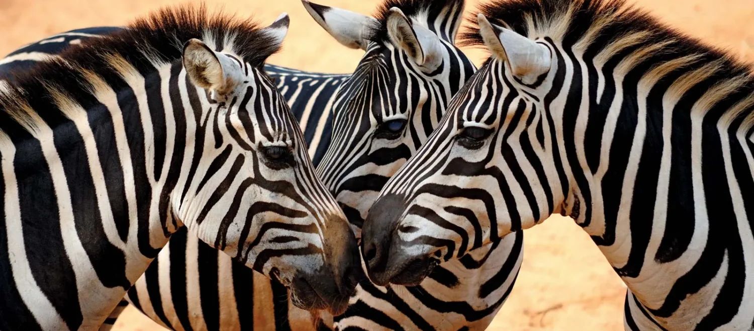 zebras-noses-Masai-Mara-National-Park-Kenya