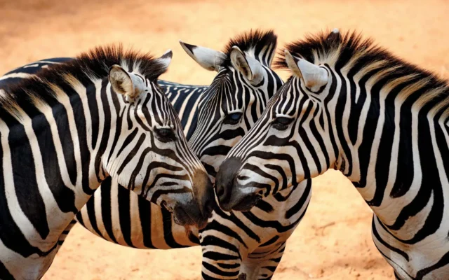 10 Day Best of Uganda Safari