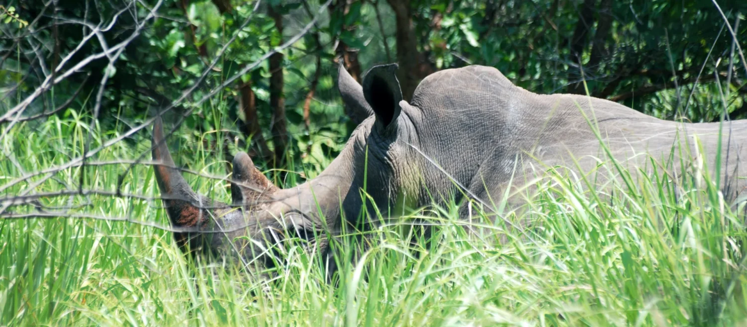 Ziwa Campsite — Uganda safari lodge