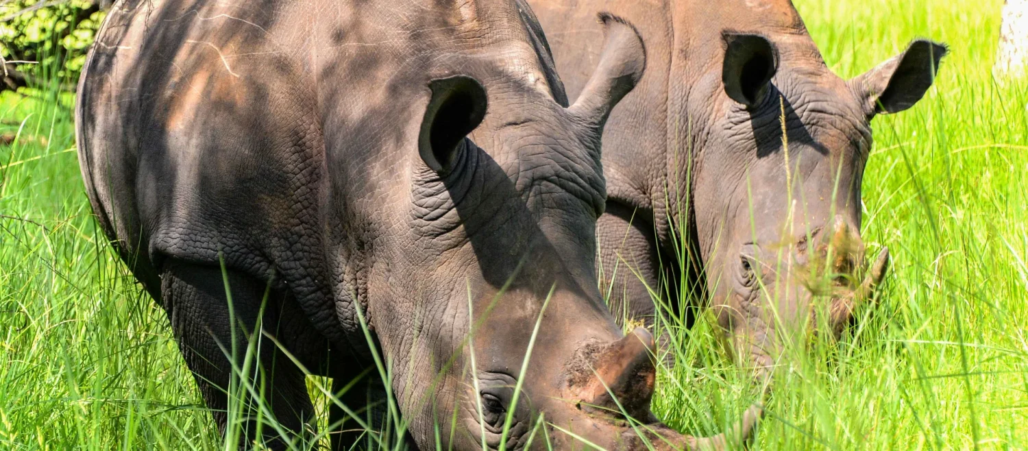 Ziwa Rhino Lodge — Uganda safari lodge