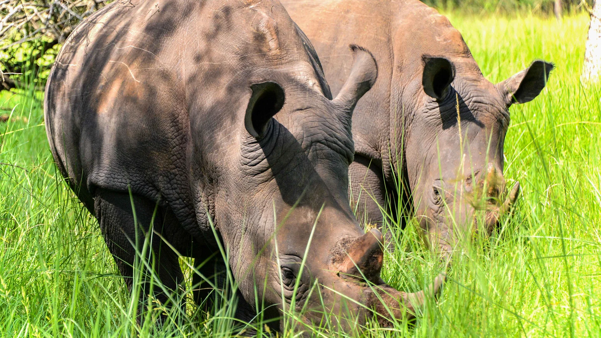 Ziwa Rhino Lodge — Uganda safari lodge