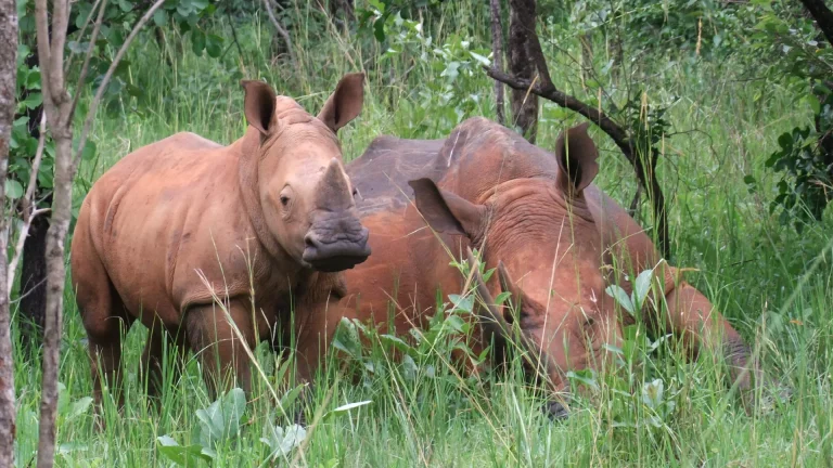 Ziwa Rhino Lodge