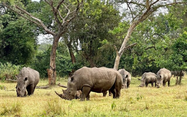 zziwa-rhino-tracking-safari