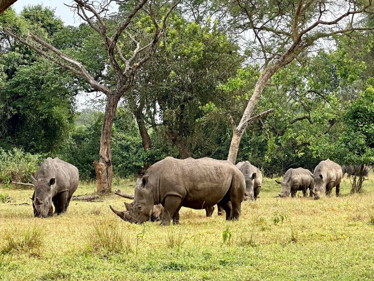 zziwa-rhino-tracking-safari
