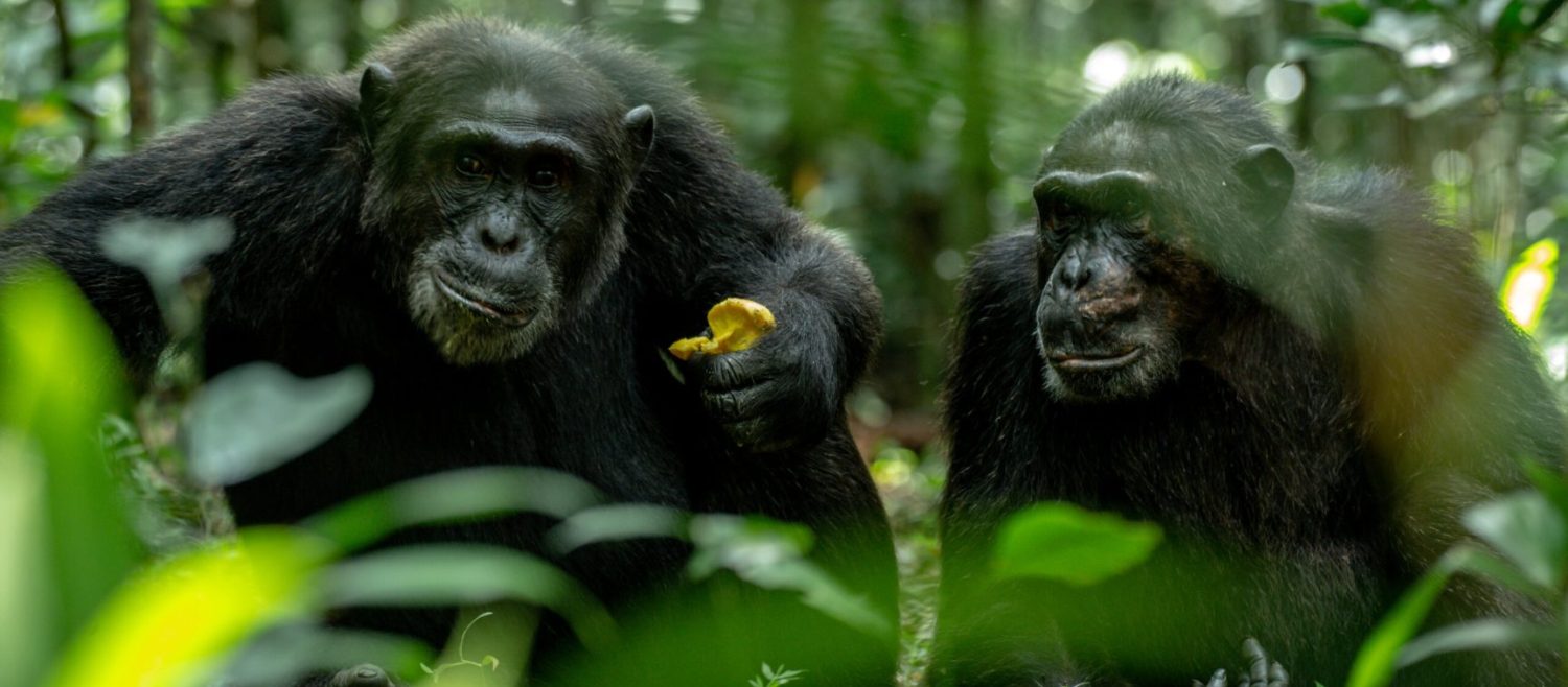 Chimpanzees in Kibale Forest on a Classic Uganda Wildlife Safari