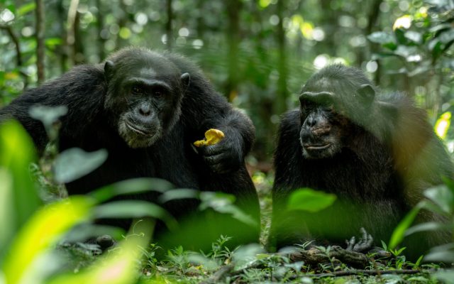 Chimpanzees in Kibale Forest on a Classic Uganda Wildlife Safari