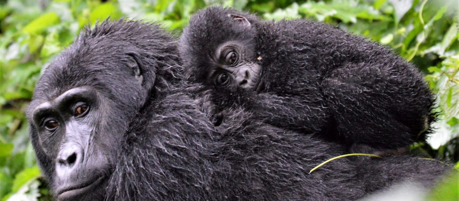 10 Days Classic Uganda Wildlife Safari – mountain gorilla mother and baby in Bwindi