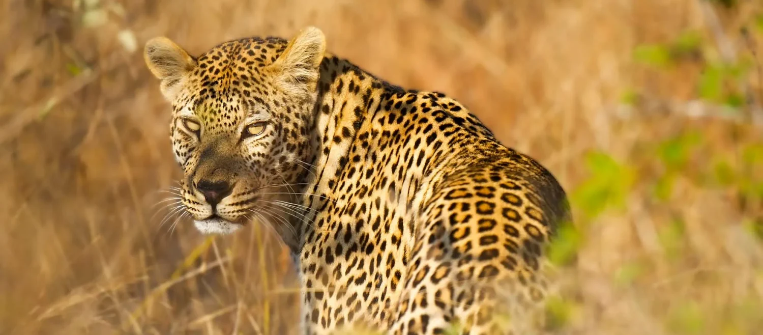 Leopard on safari in Uganda