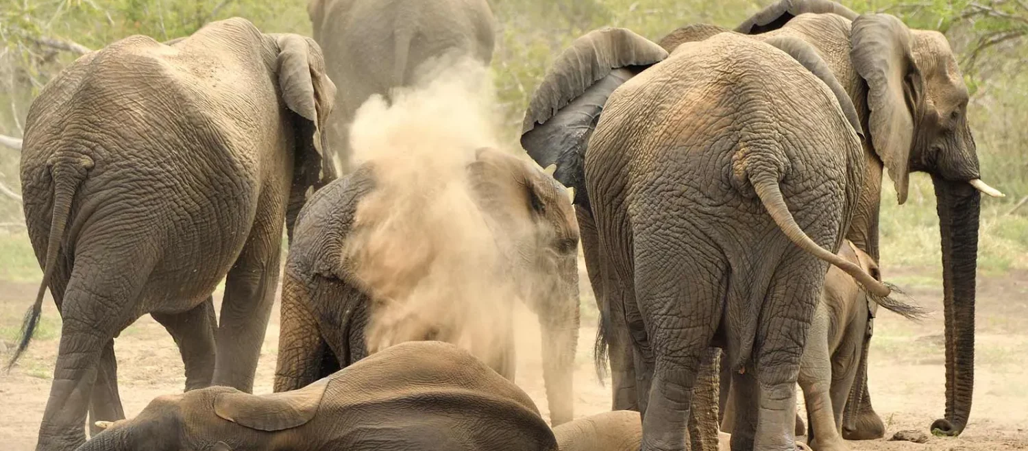 African elephants dust-bathing on a Uganda wildlife safari