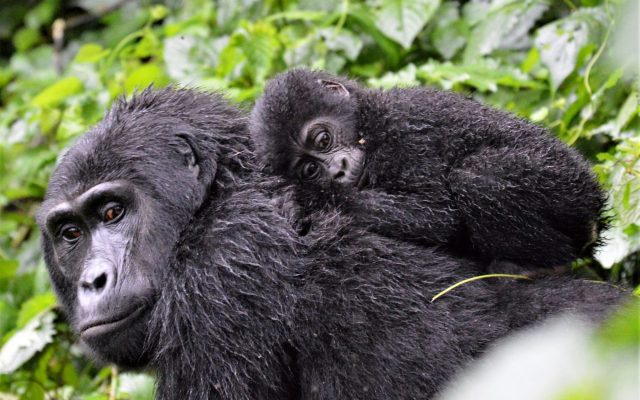 10 Days Classic Uganda Wildlife Safari