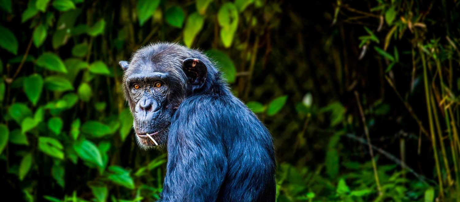 Chimpanzee trekking in Kibale Forest National Park