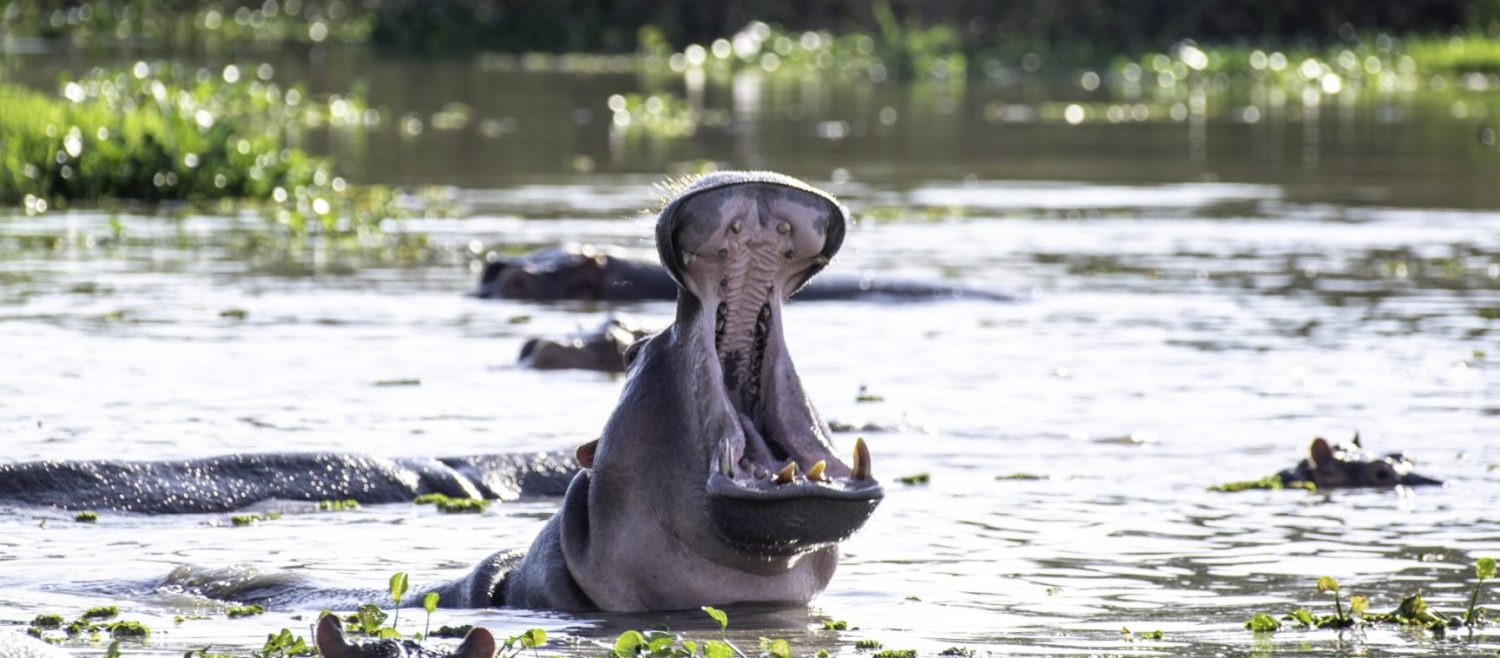 Kazinga Channel boat cruise, Queen Elizabeth National Park