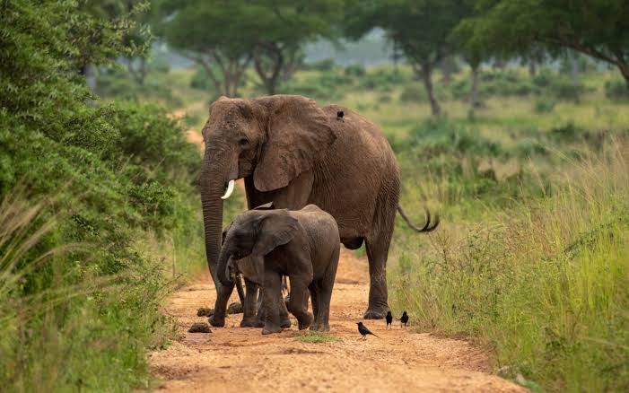 Morning game drive in Murchison Falls National Park